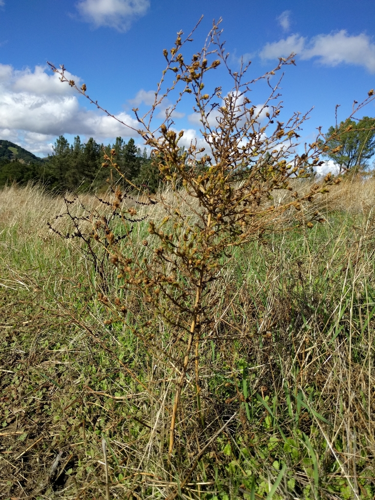 Holocarpha heermannii (Heermann's tarweed), native California herb