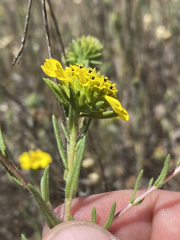 Holocarpha macradenia (Santa cruz tarplant), native California herb