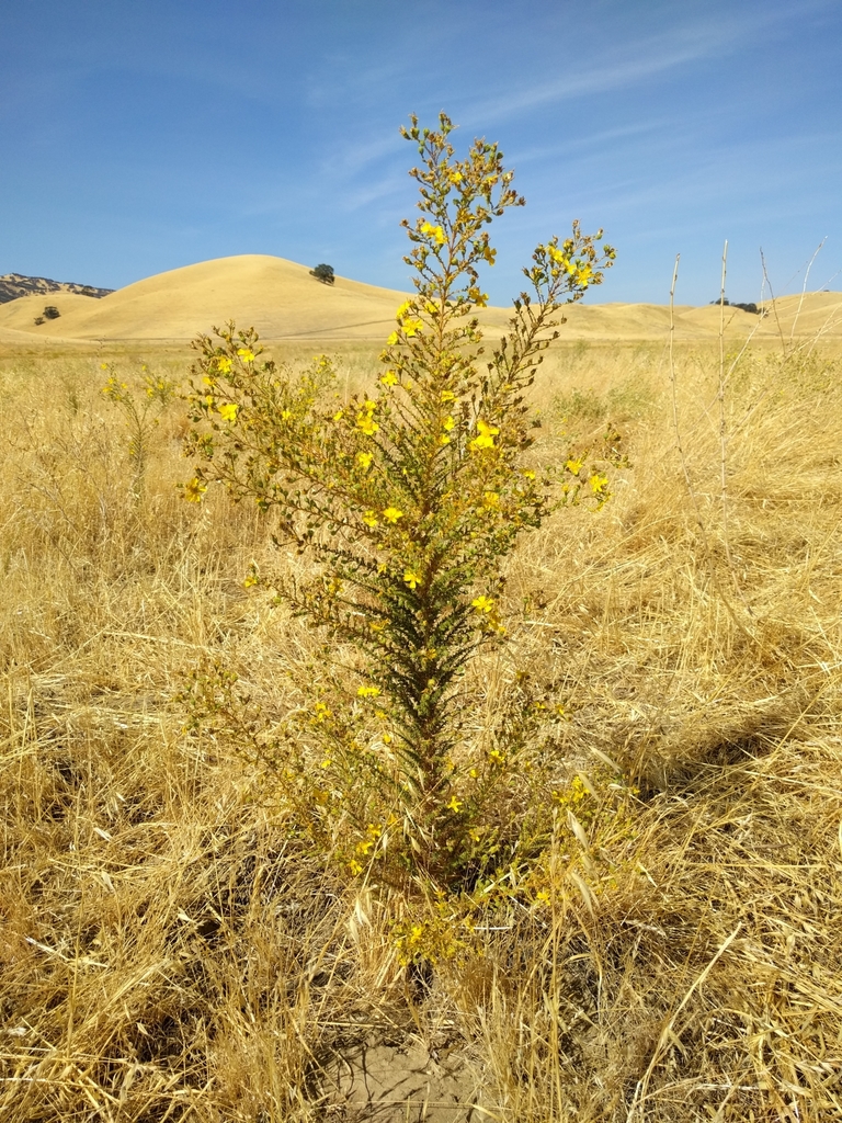 Holocarpha obconica (San joaquin tarweed), native California herb