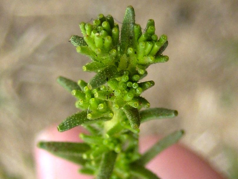 Holocarpha virgata (Narrow tarplant), native California herb