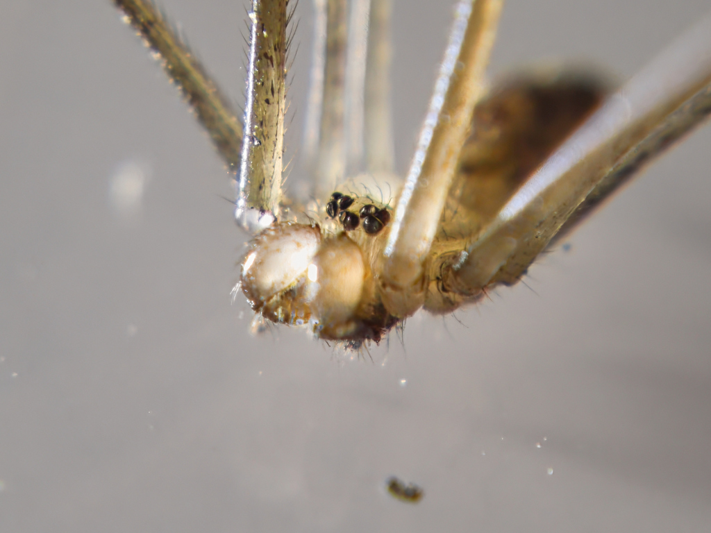 Holocnemus pluchei (Marbled Cellar Spider), California species