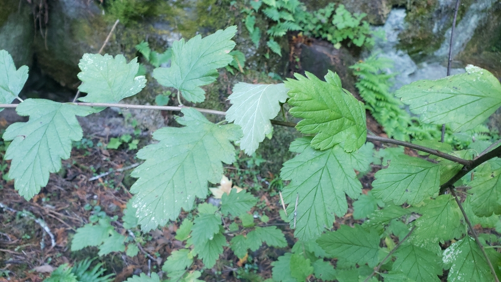 Holodiscus discolor — parent species of Holodiscus discolor var. discolor