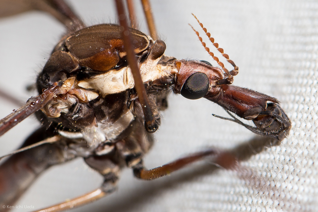 Holorusia hespera (Giant Western Crane Fly), California species