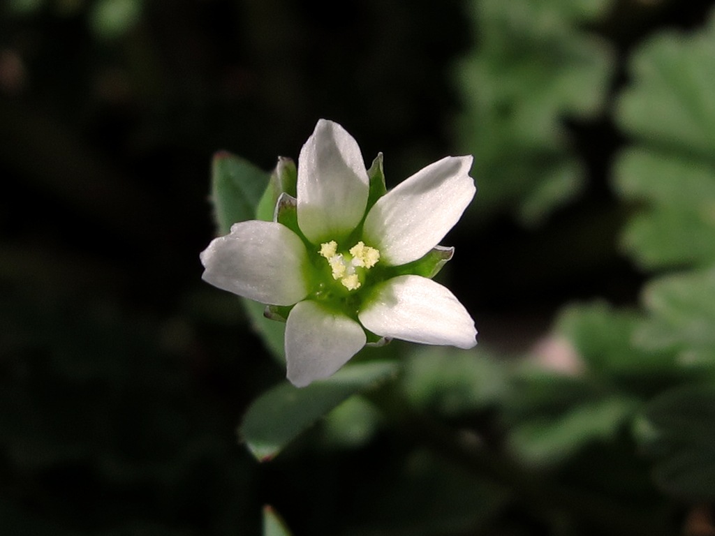 Holosteum umbellatum subsp. umbellatum, non-native California annual