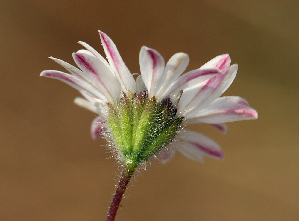 Holozonia filipes (Whitecrown), native California herb