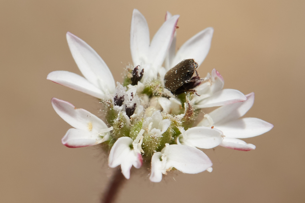 Holozonia sp., native California annual