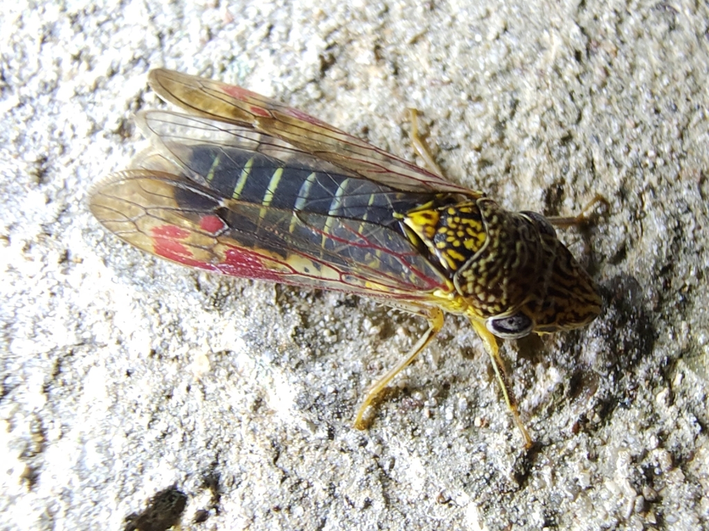 Homalodisca liturata (Smoketree Sharpshooter), California species