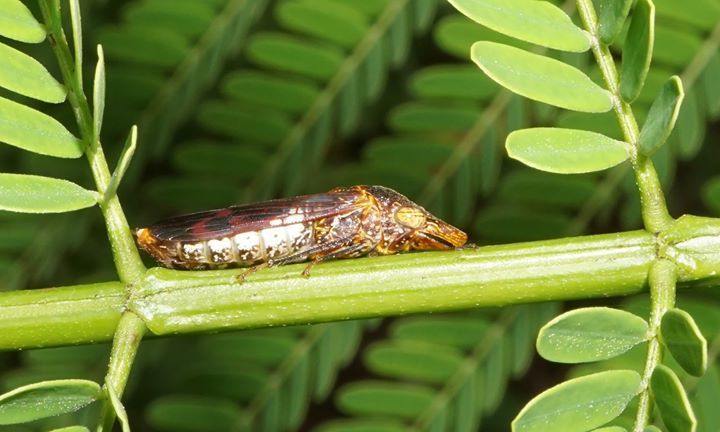 Homalodisca vitripennis (Glassy-winged Sharpshooter), California species