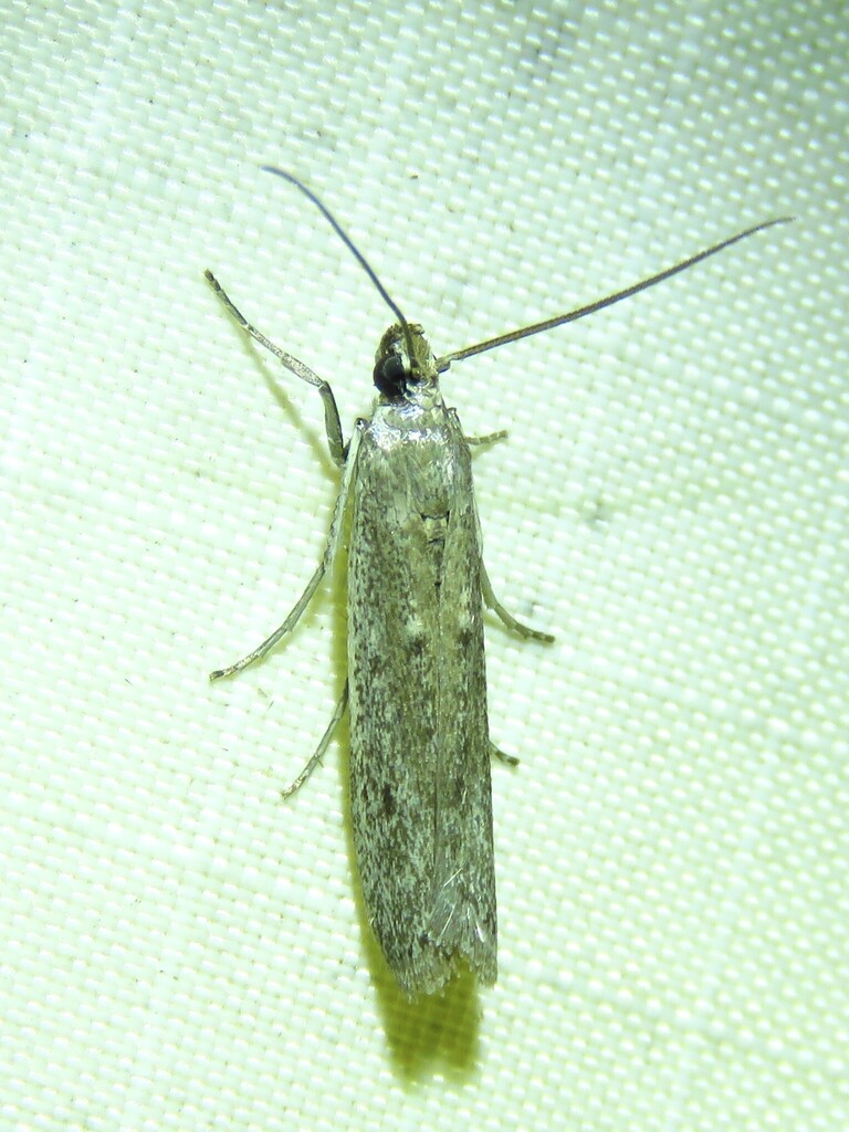 Homoeosoma electella (American Sunflower Moth), California species
