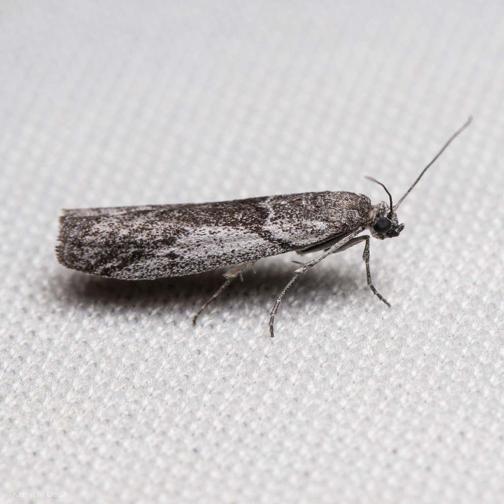 Homoeosoma impressalis (Impressed Sunflower Moth), California species