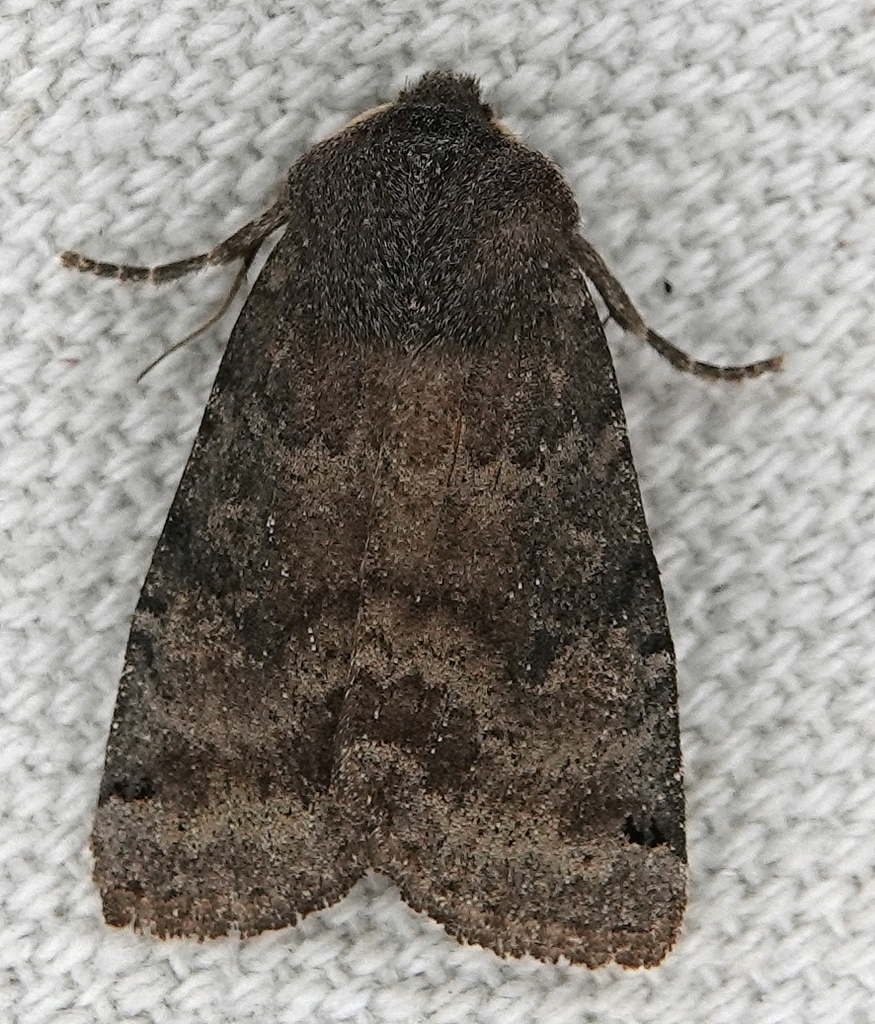 Homoglaea carbonaria, California species