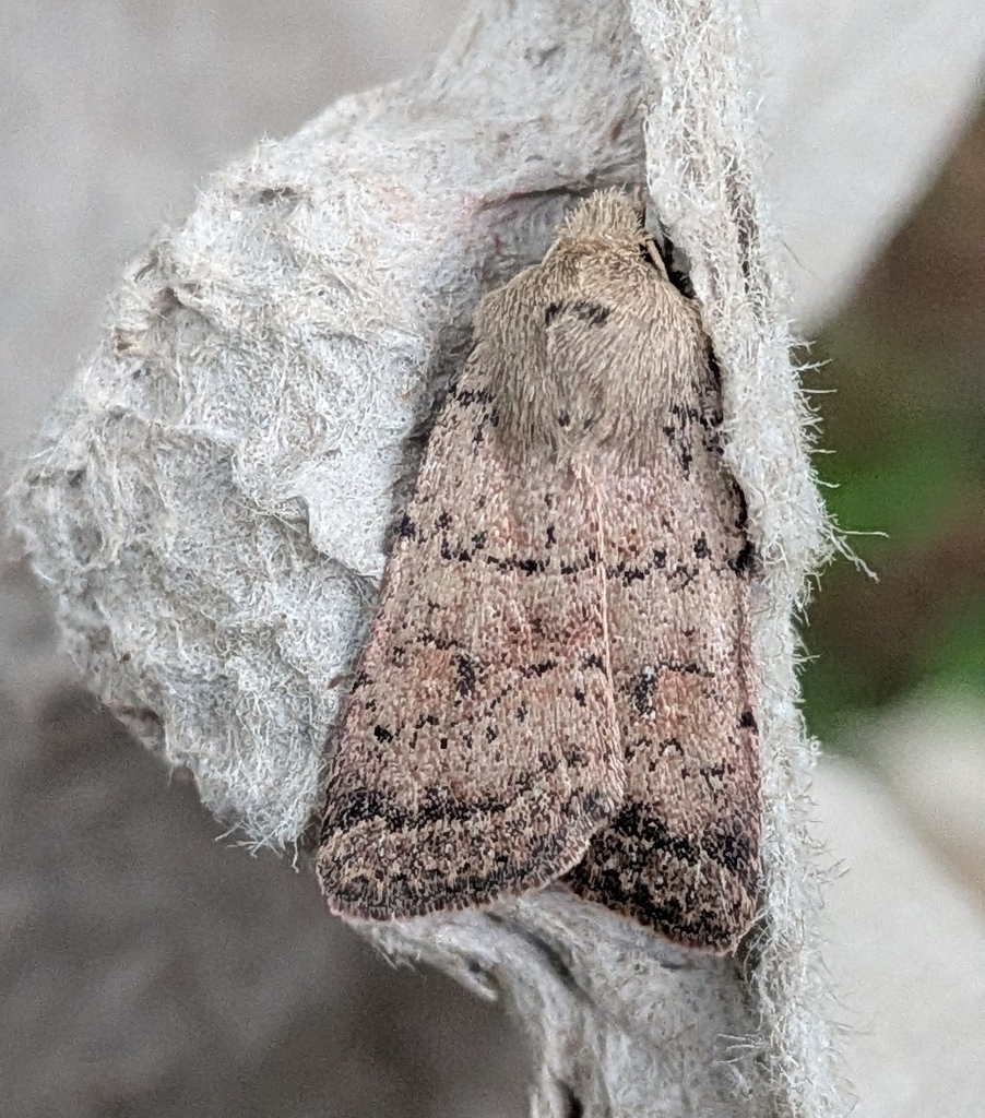 Homorthodes communis, California species