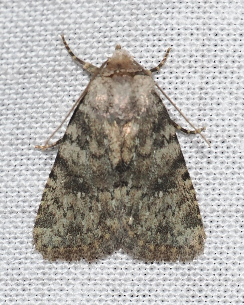 Homorthodes perturba, California species