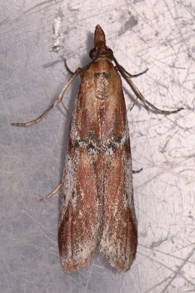 Honora montinatatella, California species