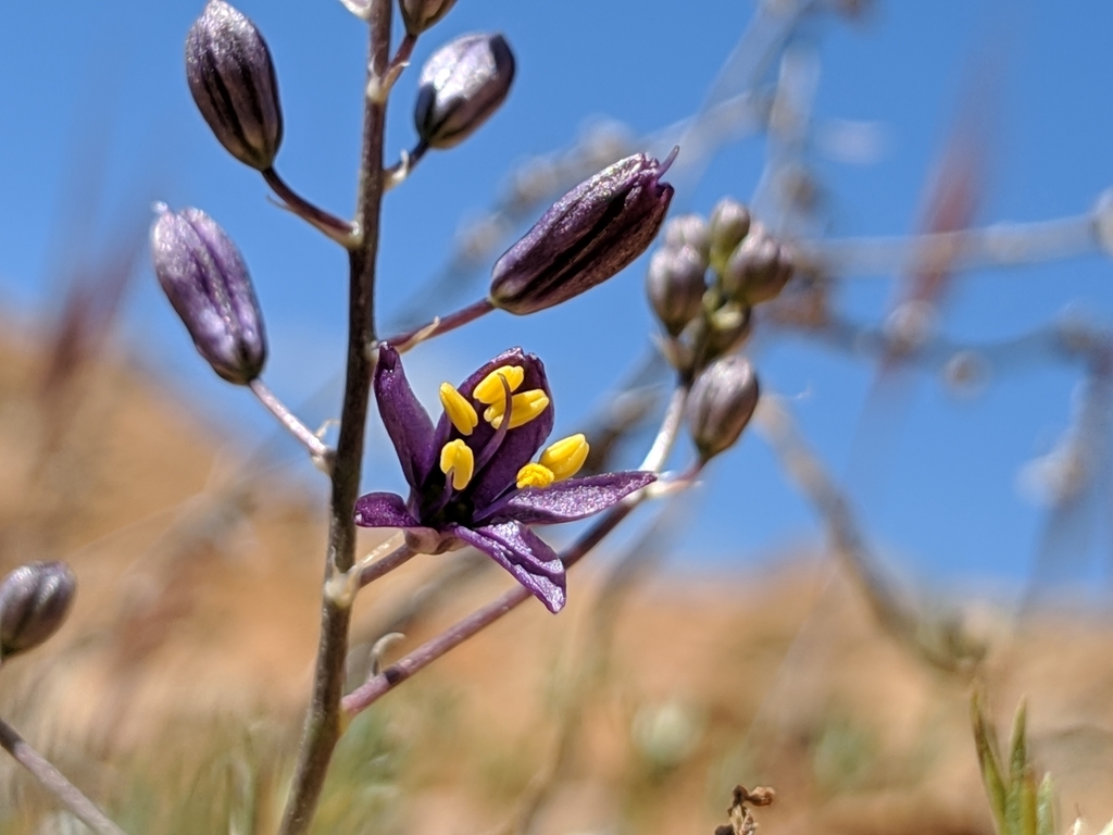 Hooveria purpurea var. purpurea (Santa lucia purple amole), native California herb