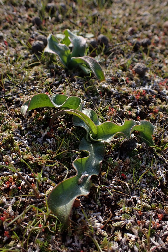 Hooveria sp. (Amole), California perennial