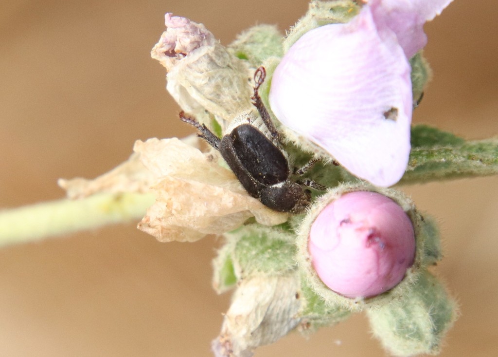 Hoplia callipyge (Grapevine Hoplia), California species