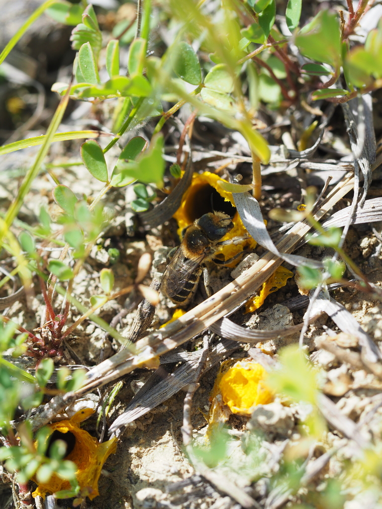 Hoplitis orthognathus (Mason bees), California species