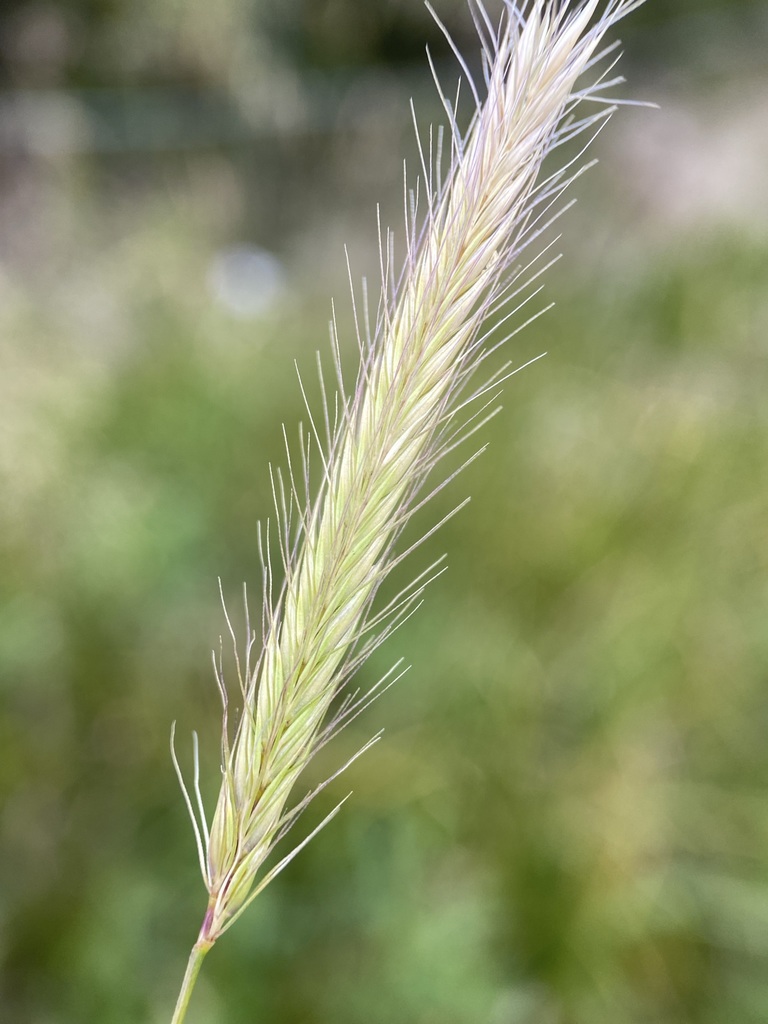 Hordeum brachyantherum subsp. californicum (California barley), native California grass
