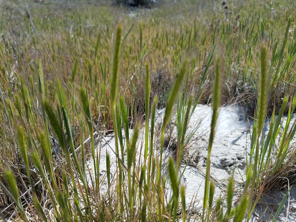 Hordeum depressum (Low barley), native California grass