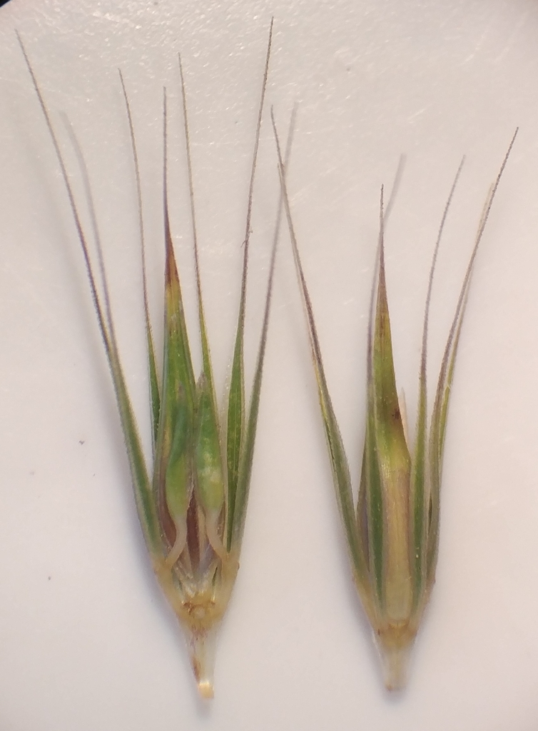Hordeum intercedens (Bobtail barley), native California grass