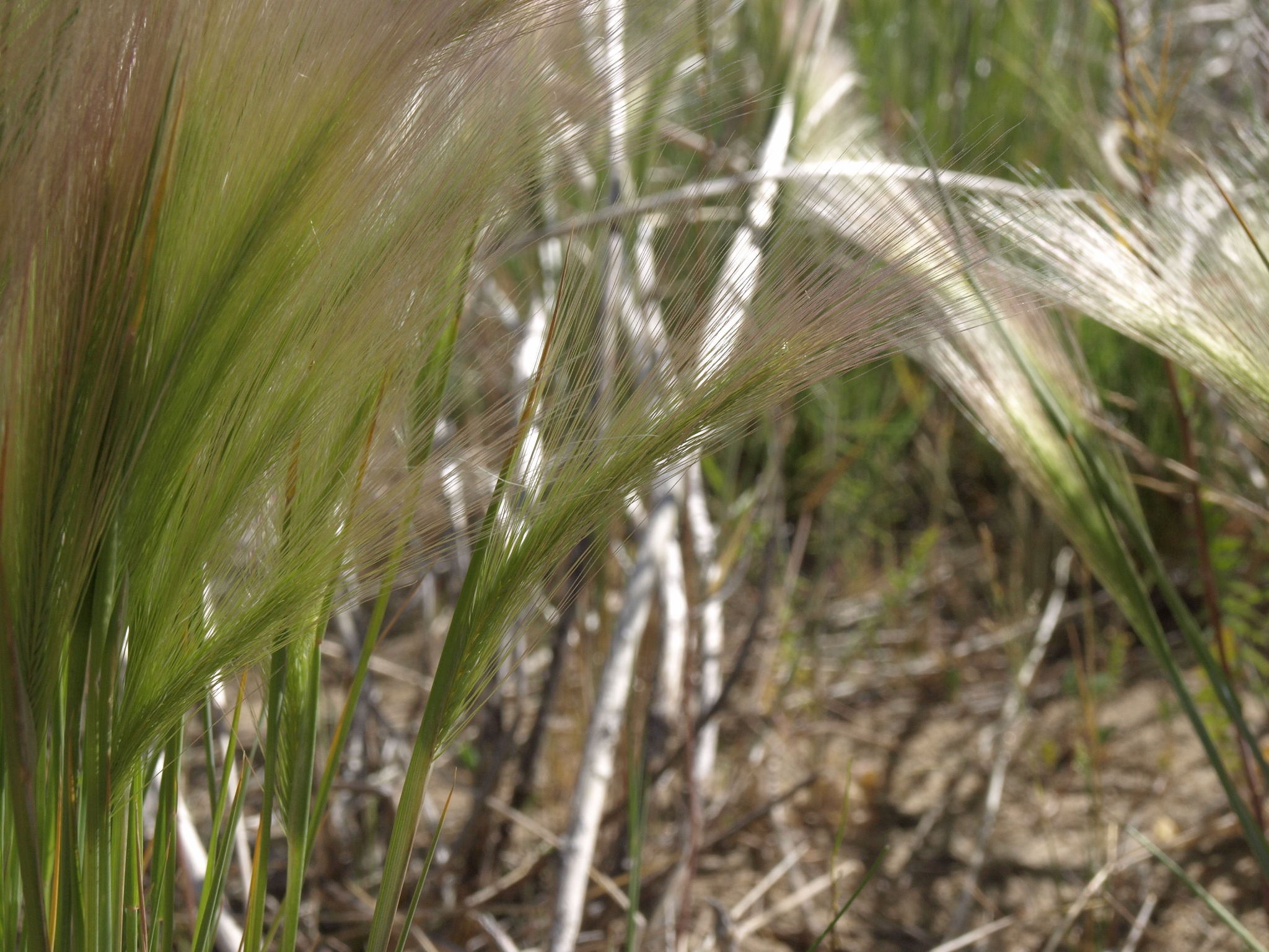 Hordeum jubatum subsp. jubatum (Foxtail barley), native California grass