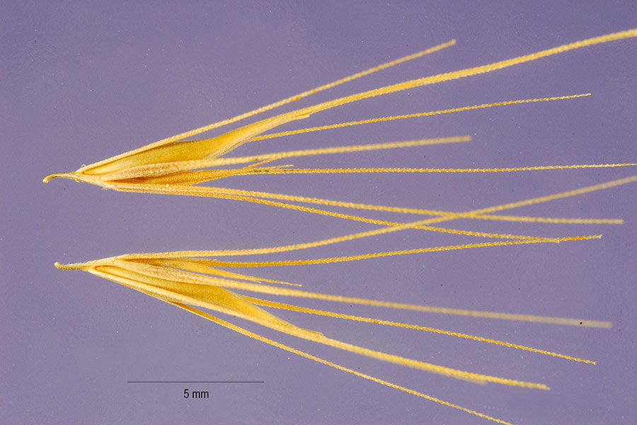 Hordeum marinum subsp. gussoneanum (Mediterranean barley), non-native California grass