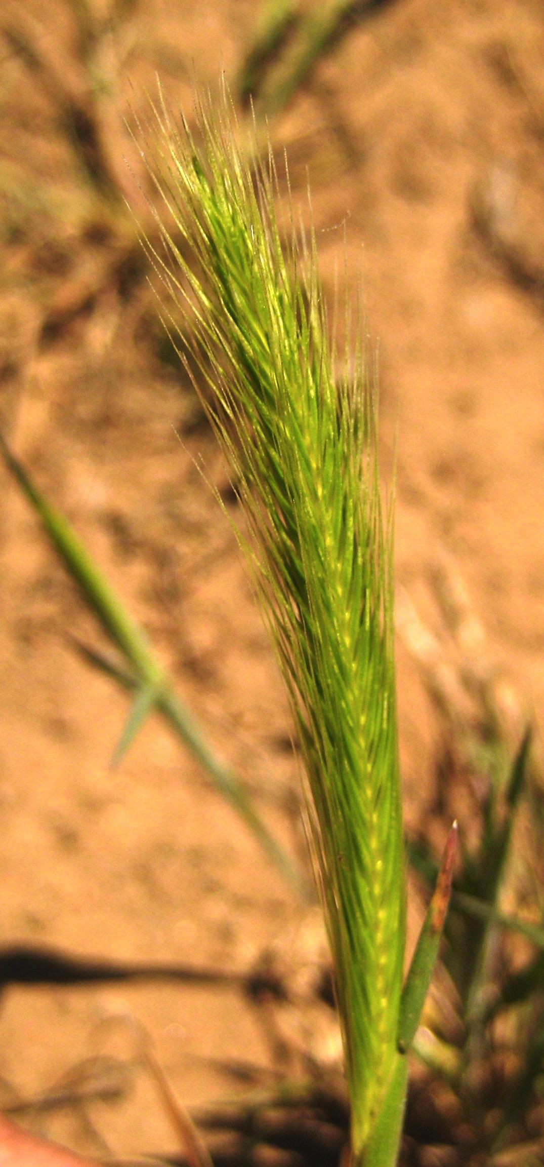 Hordeum murinum — parent species of Hordeum murinum subsp. leporinum