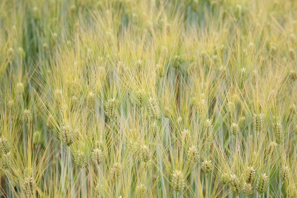 Hordeum vulgare (Barley), non-native California grass