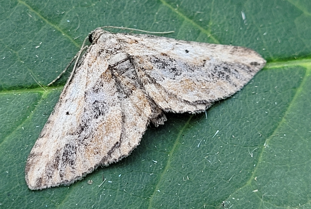 Horisme incana, California species
