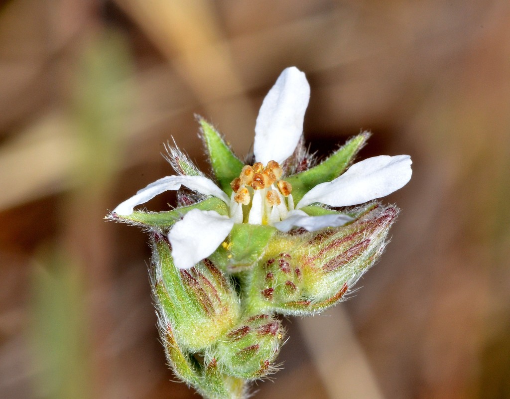 Horkelia bolanderi (Bolander's horkelia), native California herb
