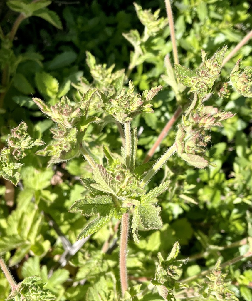 Horkelia californica var. frondosa (California horkelia), native California herb