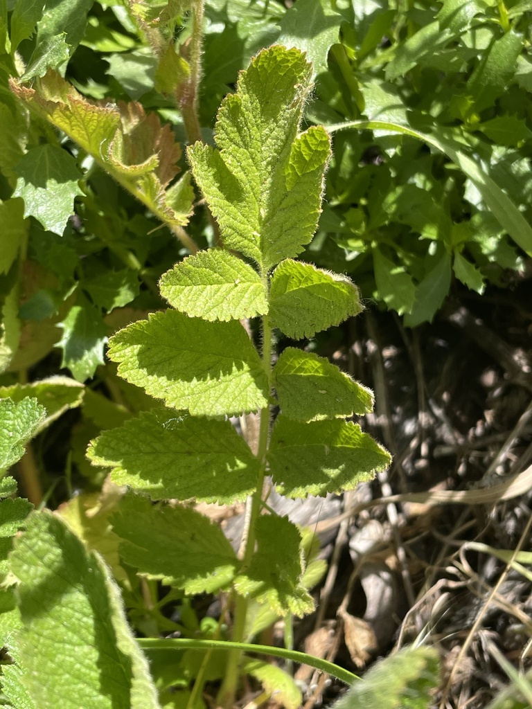 Horkelia californica (California horkelia), native California herb