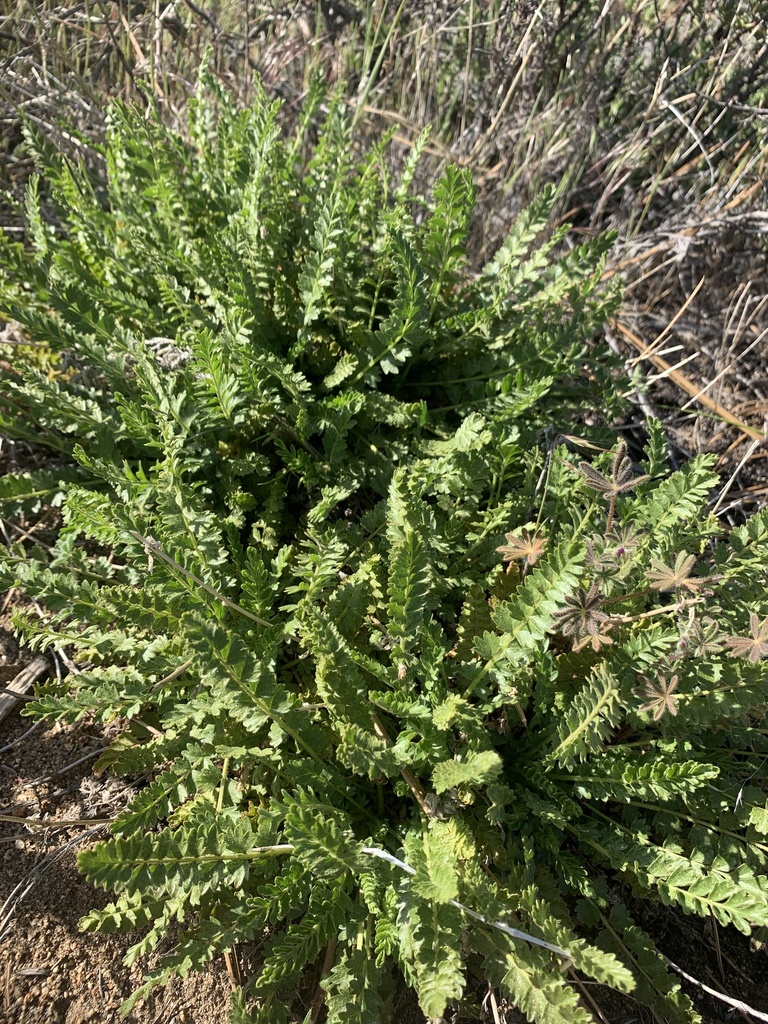 Horkelia clevelandii var. clevelandii (Cleveland's horkelia), native California perennial