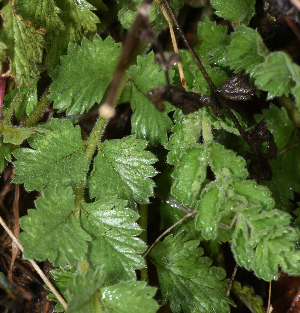 Horkelia cuneata var. cuneata (Wedge leaved horkelia), native California herb