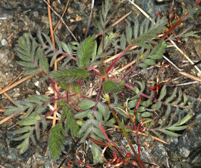 Horkelia daucifolia (Carrot leafed horkelia), native California herb