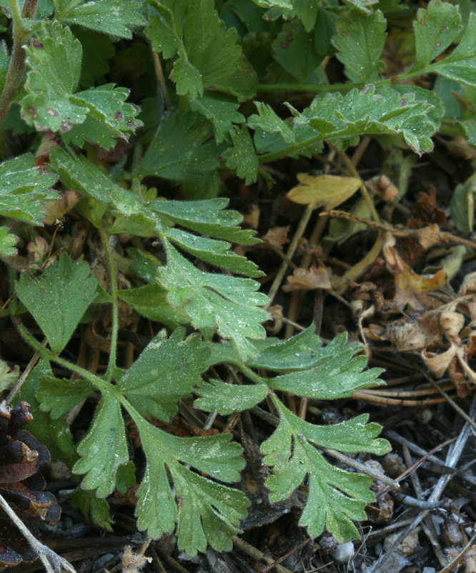 Horkelia fusca var. parviflora (Tawny horkelia), native California herb