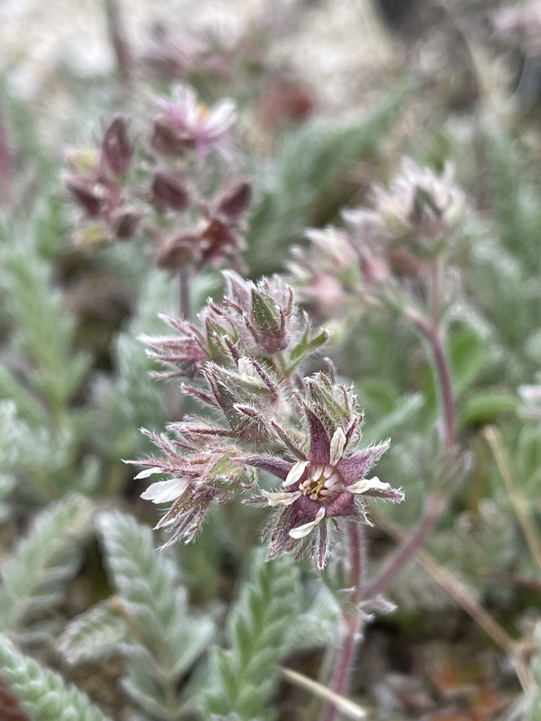 Horkelia hendersonii (Henderson's horkelia), native California herb