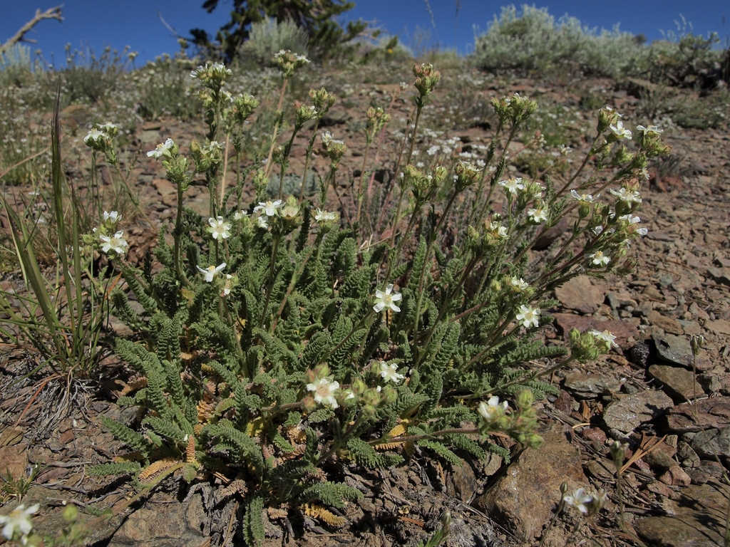 Horkelia hispidula (White mountains horkelia), native California herb