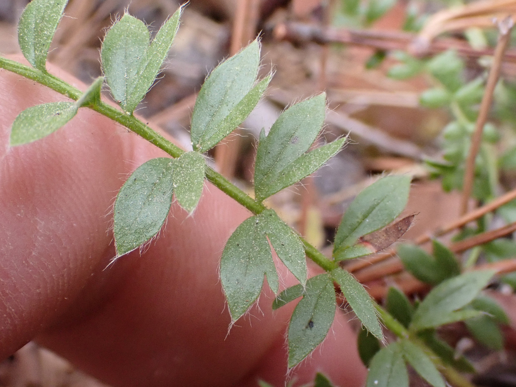 Horkelia howellii (Howell's horkelia), native California perennial