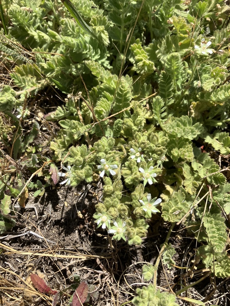 Horkelia marinensis (Point reyes horkelia), native California herb