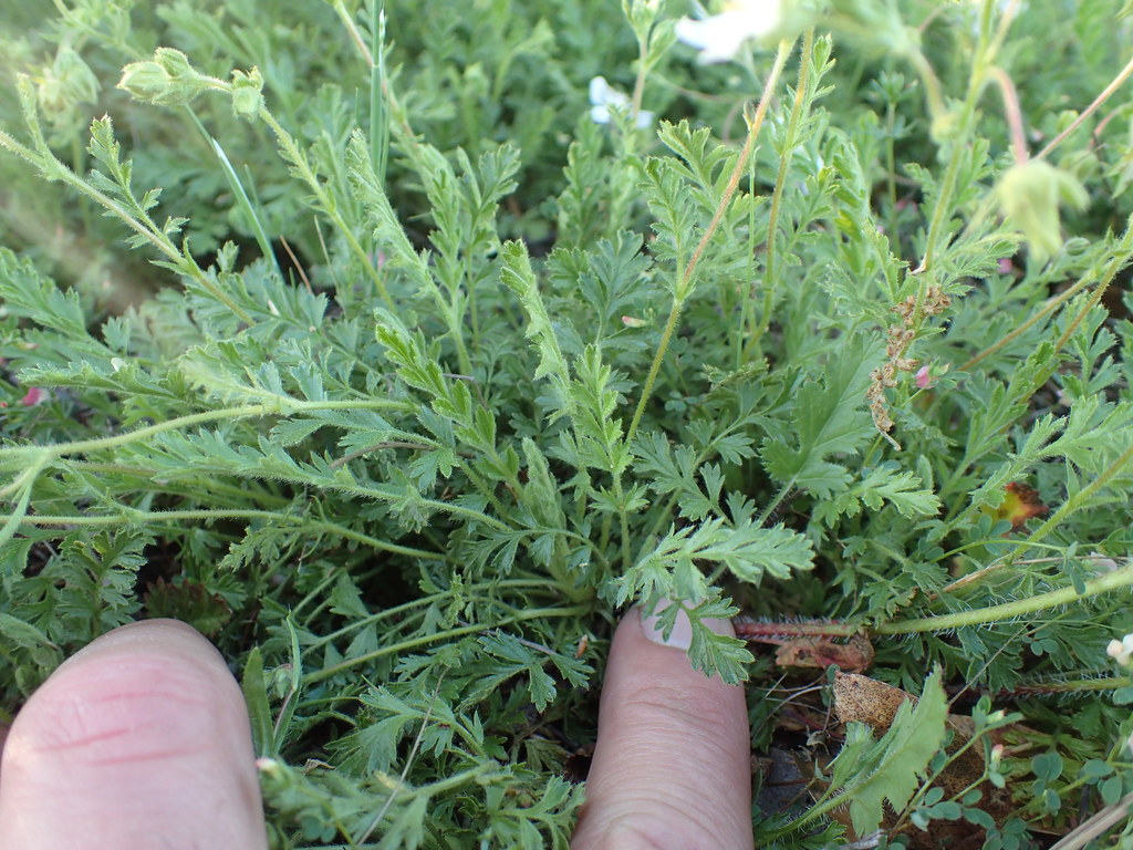 Horkelia parryi (Parry's horkelia), native California herb