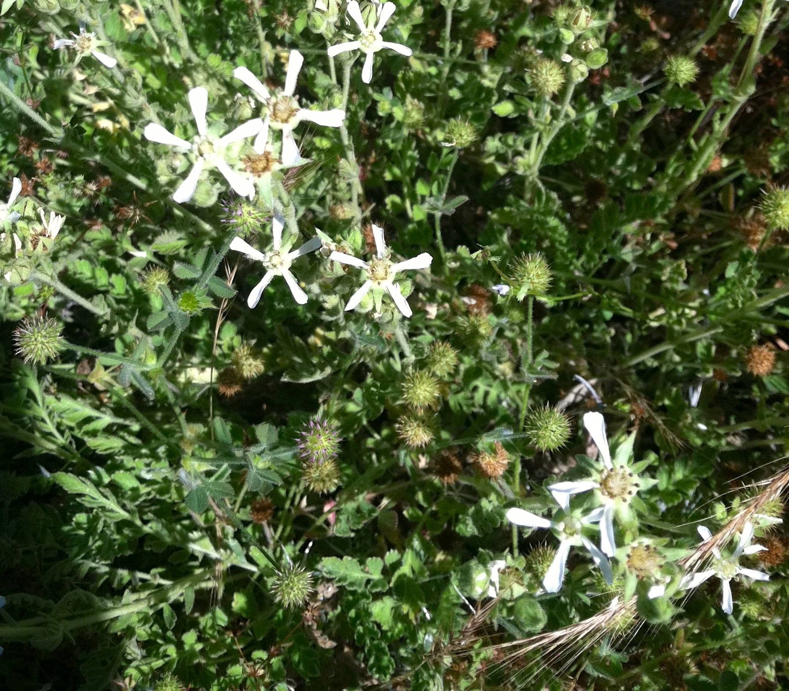 Horkelia rydbergii (Rydberg's horkelia), native California herb