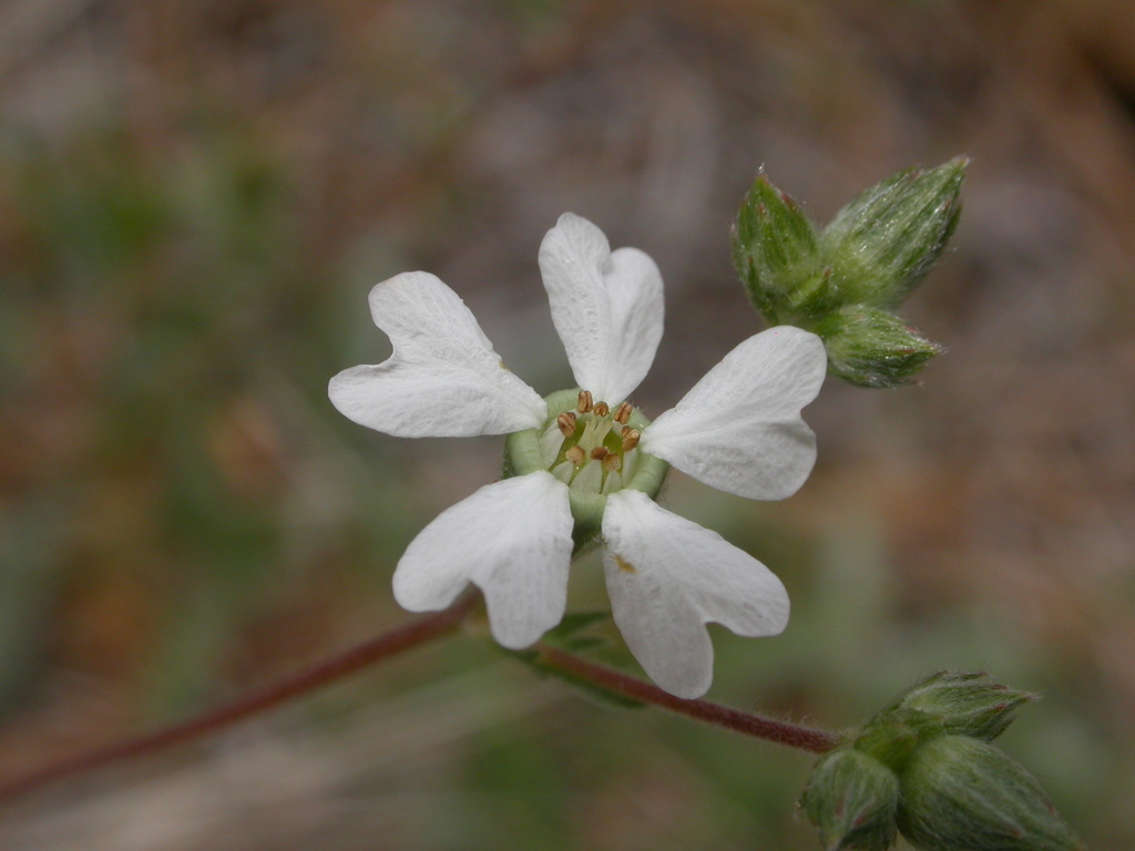 Horkelia sericata (Silky horkelia), native California herb