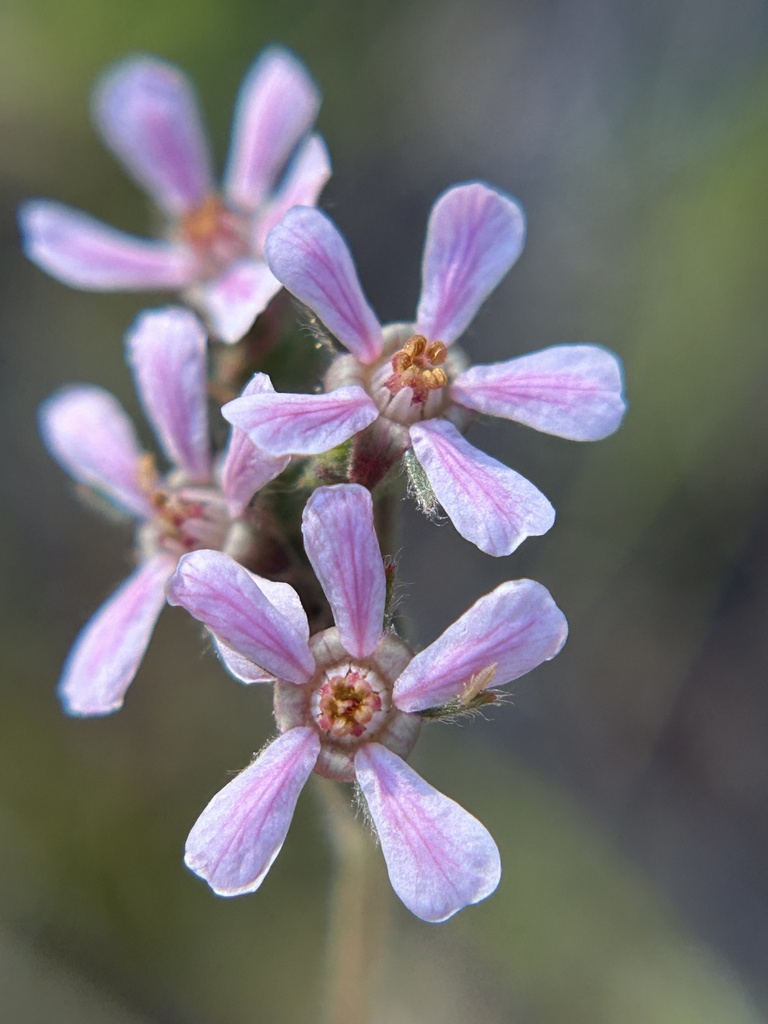 Horkelia sp., native California perennial