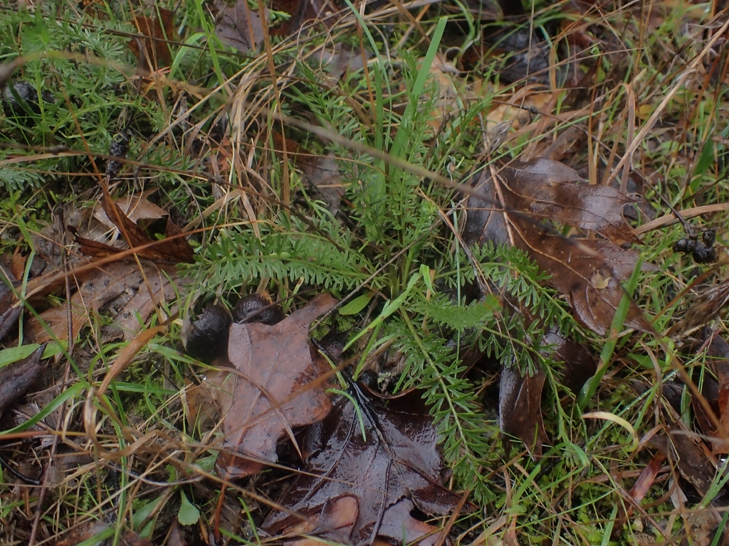 Horkelia tenuiloba (Thin-lobed horkelia), native California herb