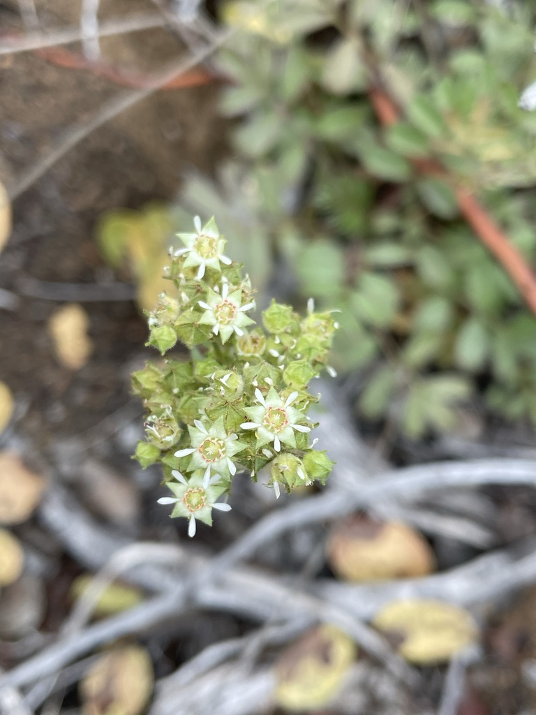 Horkelia tridentata — parent species of Horkelia tridentata var. tridentata