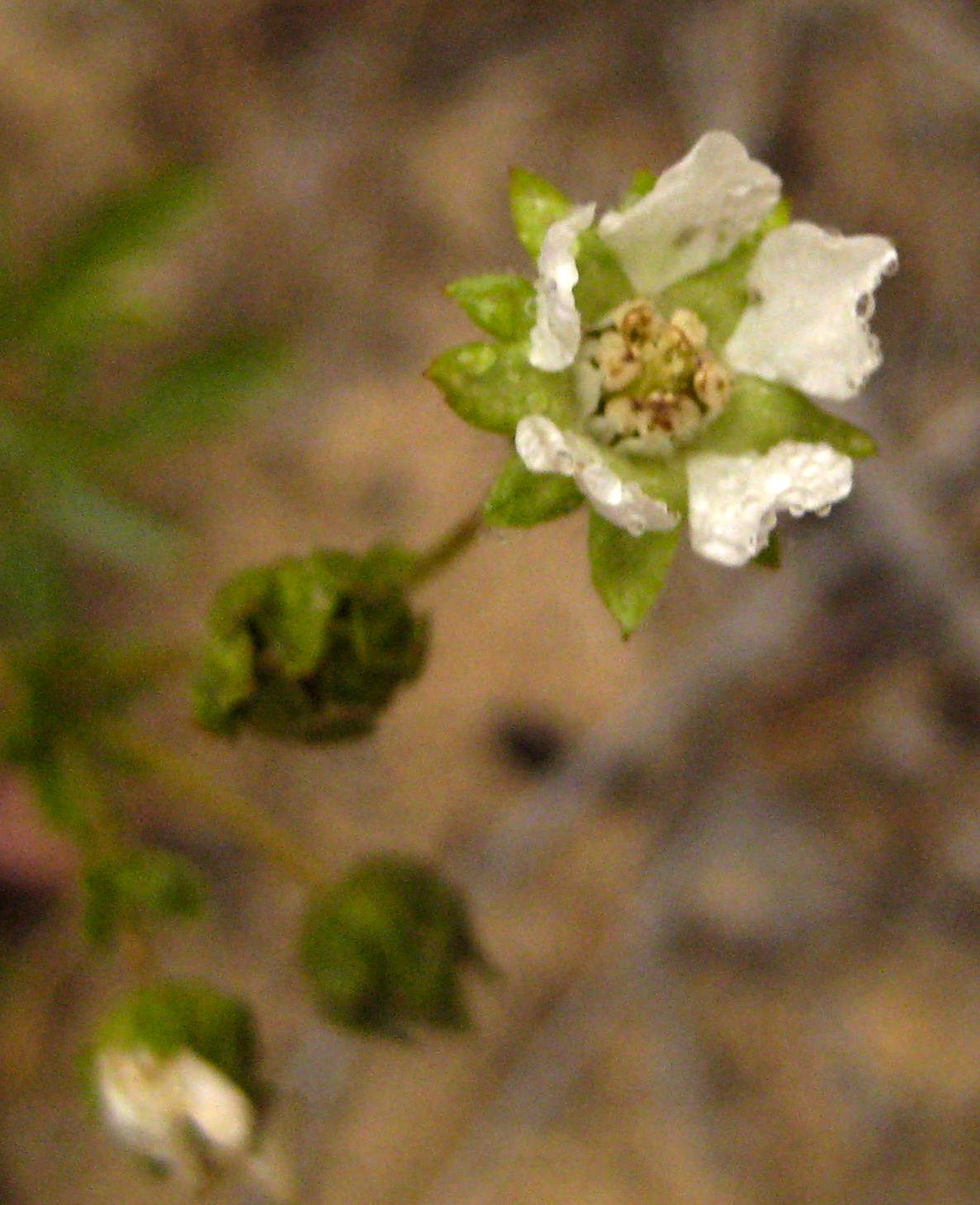 Horkelia truncata (Ramona horkelia), native California herb