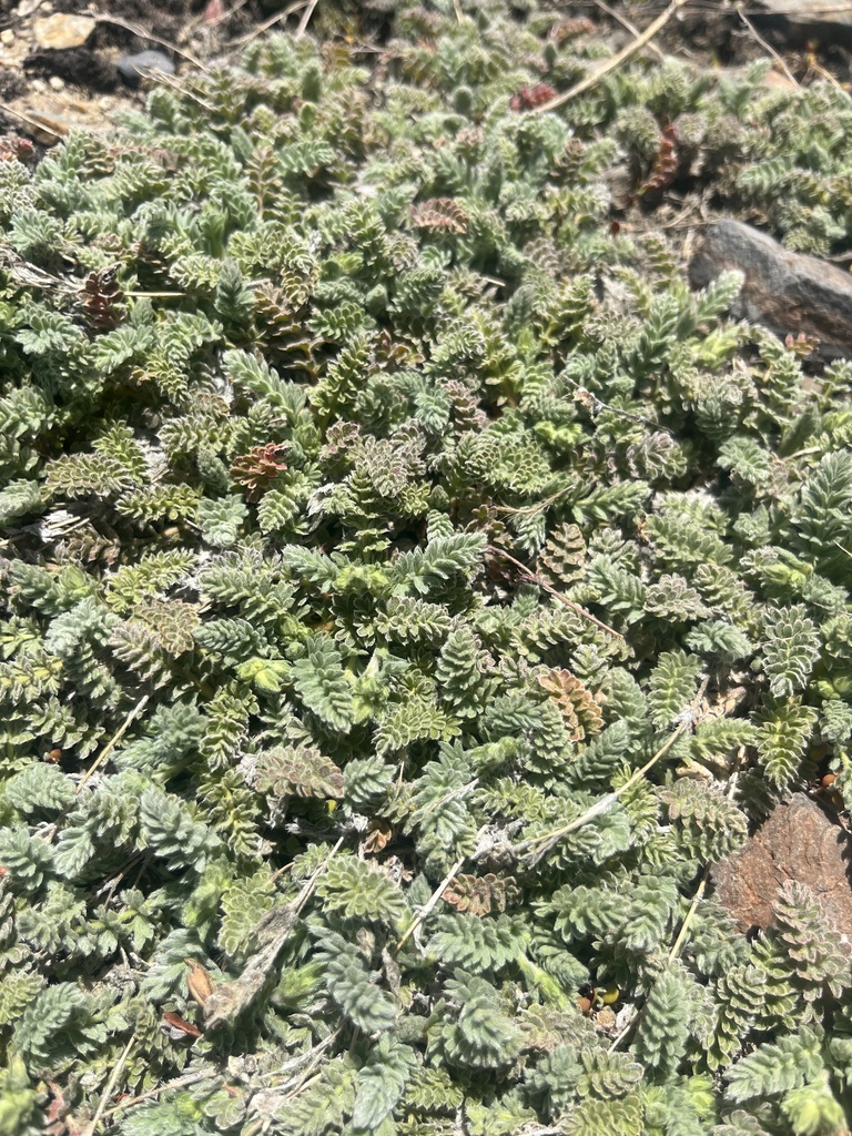 Horkelia tularensis (Kern plateau horkelia), native California herb