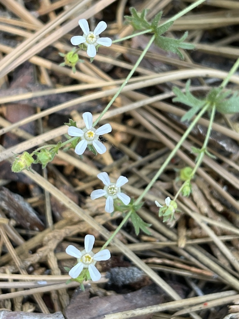 Horkelia wilderae (Barton flats horkelia), native California herb